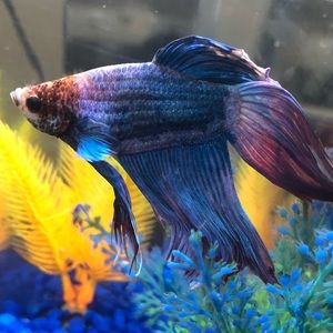 Meet your Posher, Melody